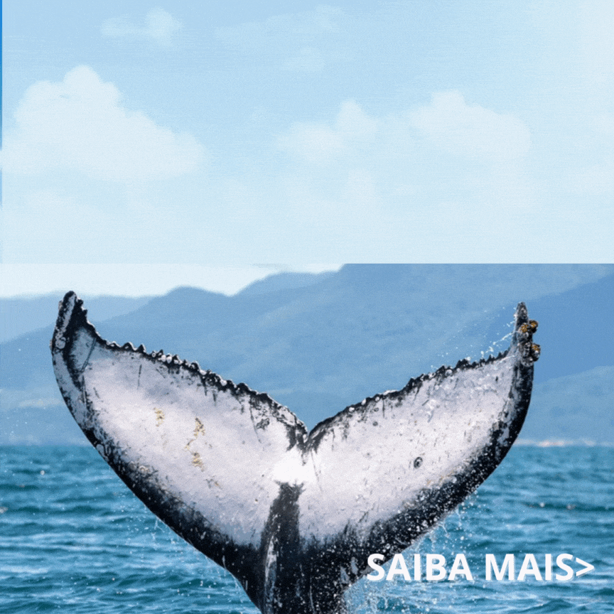 Passeio para Avistamento de Baleias R$290 por pessoa! Faça sua Reservas